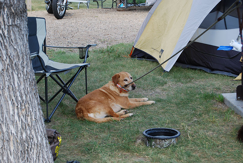 Camping in SD with my dogs